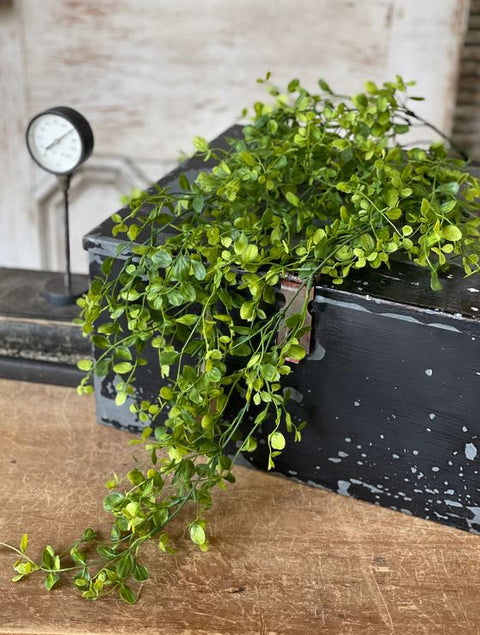 Bog Pimpernel Hanging